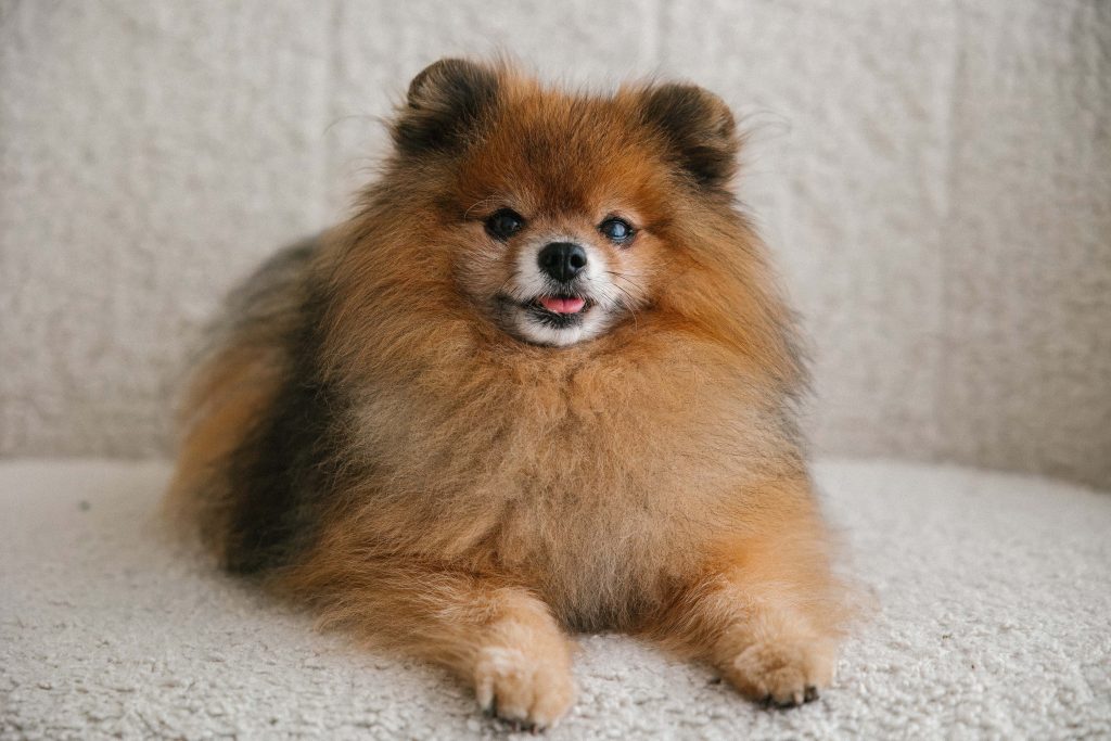 Pomeranian koira itsepalvelupesulassa Tampereella.